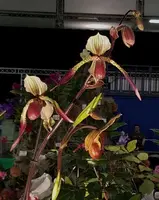 Paphiopedilum Julius (rothschildianum ‘Wide Baron’ x lowii ‘Exotic Dancer’) PAM 0232