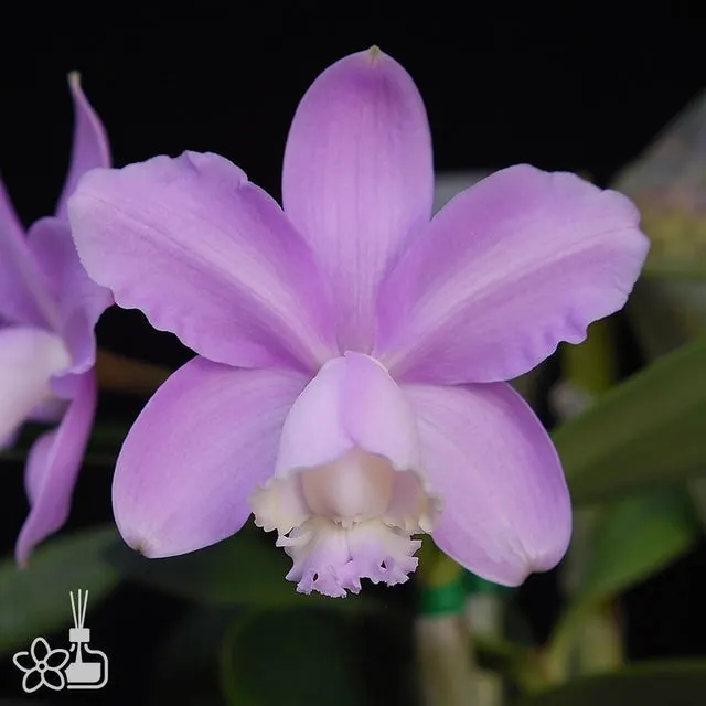 Cattleya loddigessii (Cattleya)