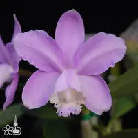 [Bare-root] Cattleya loddigessii 粉路姬 [2.5" BS][Jun in stock]