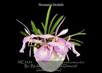 Bc. Beulah Bradeen 'Pink Diamond , note : Very long lasting flowers ' (Cattleya walkeriana ' Tokyo # 1 ' AM/AOS x B. nodosa ' Susan Fuchs' FCC/AOS )