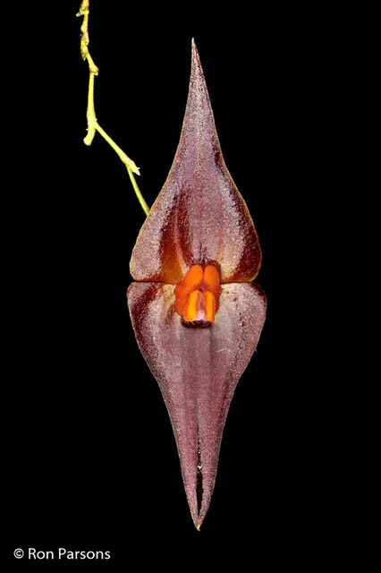 Lepanthes elegantula (Lepanthes)