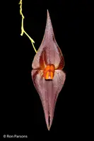 Lepanthes elegantula