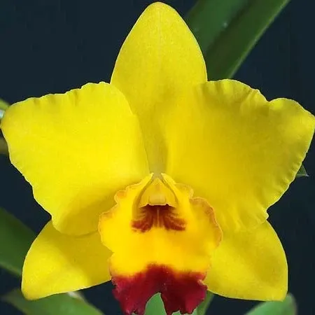 Cattleya Lucky Chance X Sib (Cattleya)