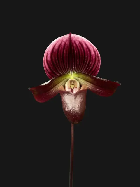 Paphiopedilum Shin-Yi Apple X Hsingying Love (Paphiopedilum)