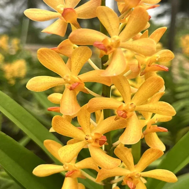 Mokara Ramasamyara Little Fragrance (Mokara)