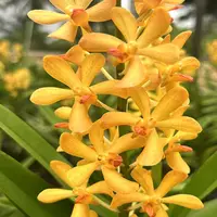 Mokara Orchid Ramasamyara Little Fragrance - Mature Big Top Cutting - Ready To Flower