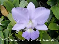 C. walkeriana var. coerulea 'Terra Azul' (M367) (Cattleya - - walkeriana )