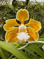Vanda tricolor albescens x self