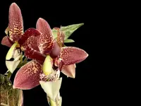 Houhopea Wayne Riggs