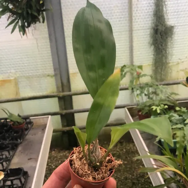 Stanhopea schilleriana (Stanhopea)