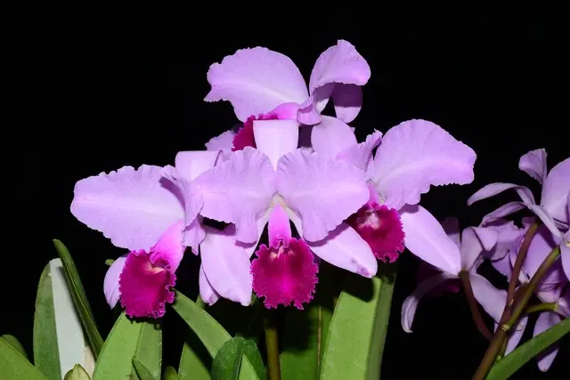 Cattleya trianae splash 'Pequitas' (Cattleya)
