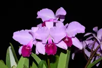Cattleya trianae splash 'Pequitas' 0625