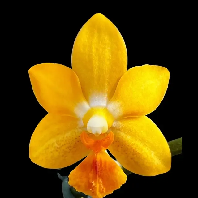 Phalaenopsis Yaphon Cupid *parfumat