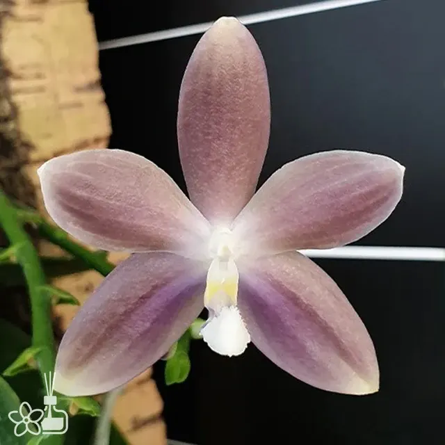 Phalaenopsis speciosa 'Mauve'