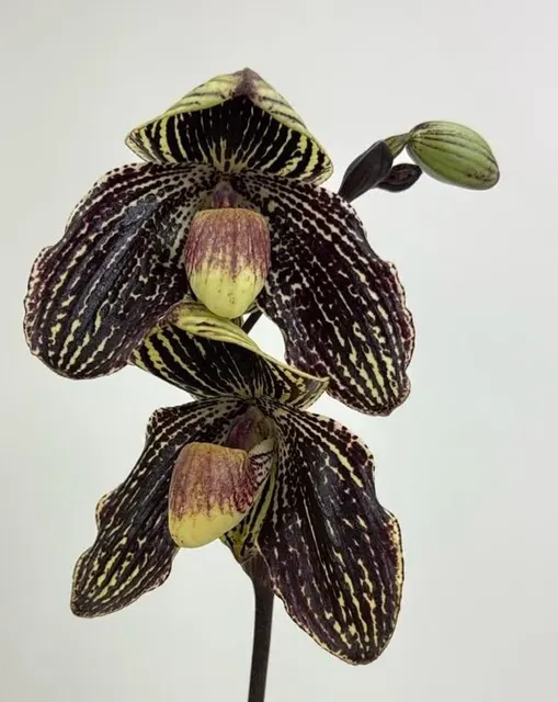 Paphiopedilum Daisy Barclay (Paphiopedilum)