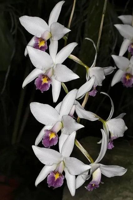 Laelia anceps veitchiana (Laelia)