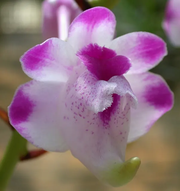 Aerides lawrenceae (Aerides)