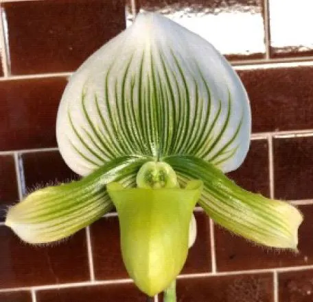 Paphiopedilum Doya Green Prince x sib (Paphiopedilum)