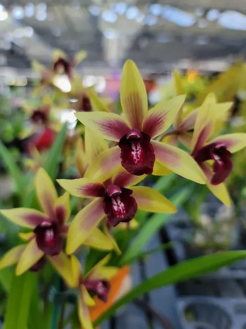 Cymbidium Valerie Absolonova x canaliculatum 'Mana'