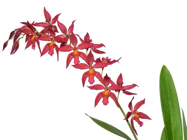 Oncidium Gladys Eljuri (Oncidium)