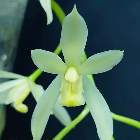 Cymbidium dayanum var. alba × sib 2.0 (Cymbidium)