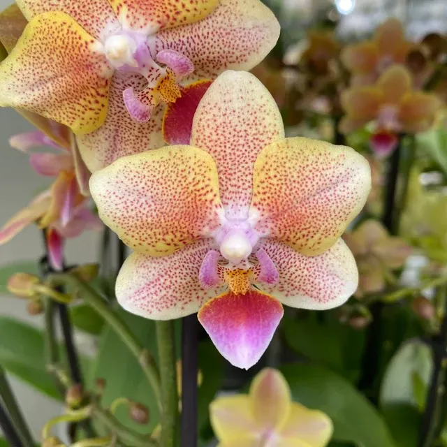 Phalaenopsis Aromio Spicy