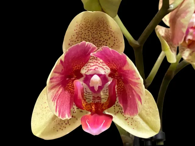 Phalaenopsis Red Jujube Peloric