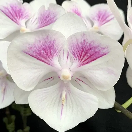 Phalaenopsis Charming Pretty Heart '1327' (Phalaenopsis)