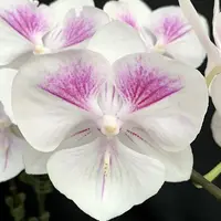 Phalaenopsis Charming Pretty Heart '1327' 2.5"