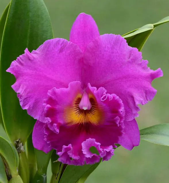 Brassolaeliocattleya Cornerstone 'Fine Circle' (Brassolaeliocattleya)