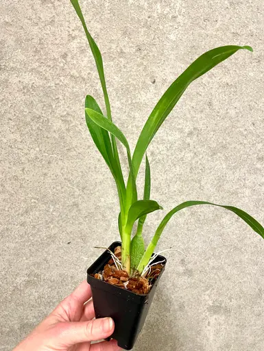 Wilsonara Joe Vanilla | SapphireChild Orchids 'First Out' (Wilsonara)