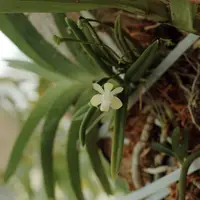 Thrixspermum musciflorum
