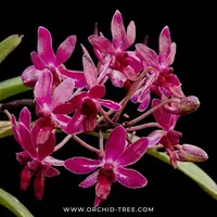 Vanda Pinky Orchid Plant - BS