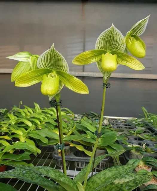 Paphiopedilum Green Horizon (Paphiopedilum)