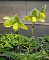 Paphiopedilum GREEN HORIZON (Makuli album x philippinense forma album)