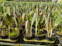 Rhyncholaelia digbyana Red Leaves (syn. Brassavola digbyana)