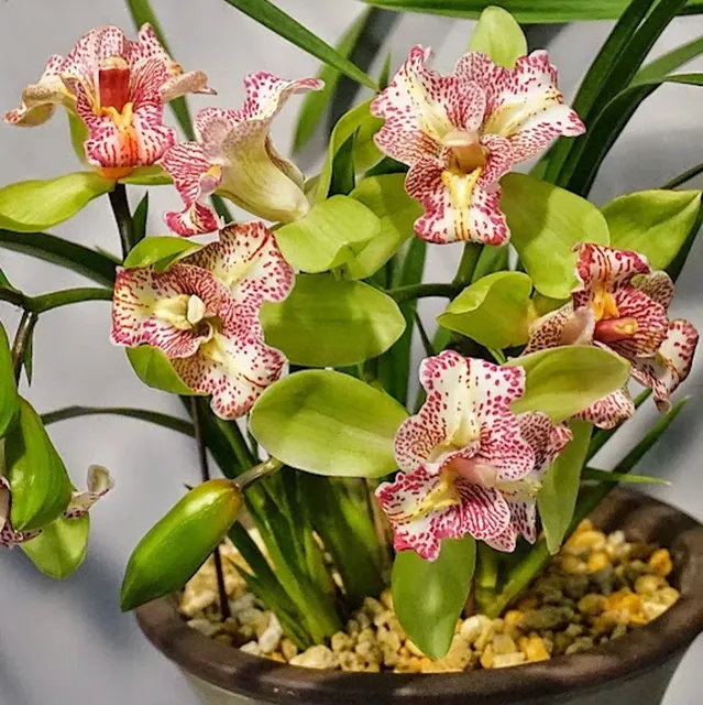 Cymbidium Green Valley Emerald Tree Lip