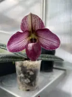 Paphiopedilum Lai-Roong (thaianum × rungsuriyanum)