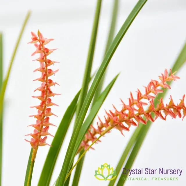 Dendrochilum Wenzelii 'Jennifer' (Dendrochilum)