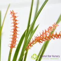 Dendrochilum Wenzelii 'Jennifer'