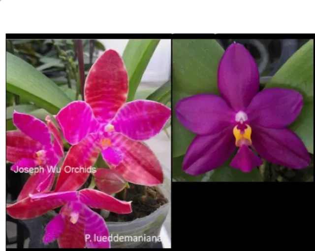Phalaenopsis lueddemanniana x 'Red And Shape'