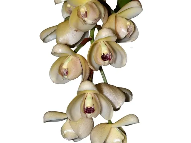 Acineta hrubyana