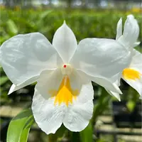 Dendrobium Orchid Formosum 'Alba' x Formosum Exotic Plant