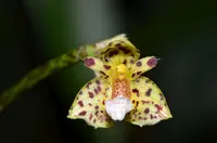 Bulbophyllum violaceolabellum