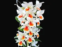Dendrobium Dawn Maree x Rungkamol