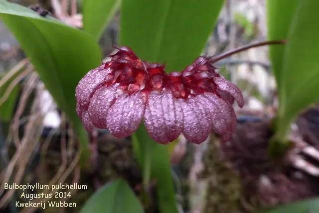 Bulbophyllum pulchellum