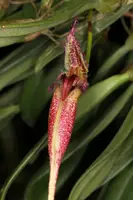 Bulbophyllum fascinator