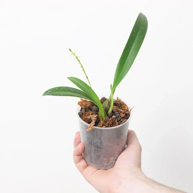 Bulbophyllum concinnum