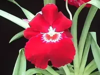 Previously Bloomed, Just Repottted, Milt. Bert Fields 'Eileen' shipping included