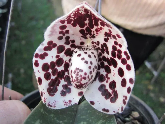 Paphiopedilum bellatulum (Paphiopedilum)